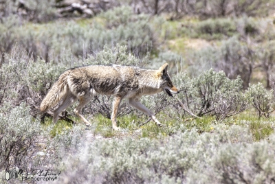 Coyote Grand Teton NP May 2025